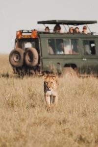 lion in the maasai mara in kenya